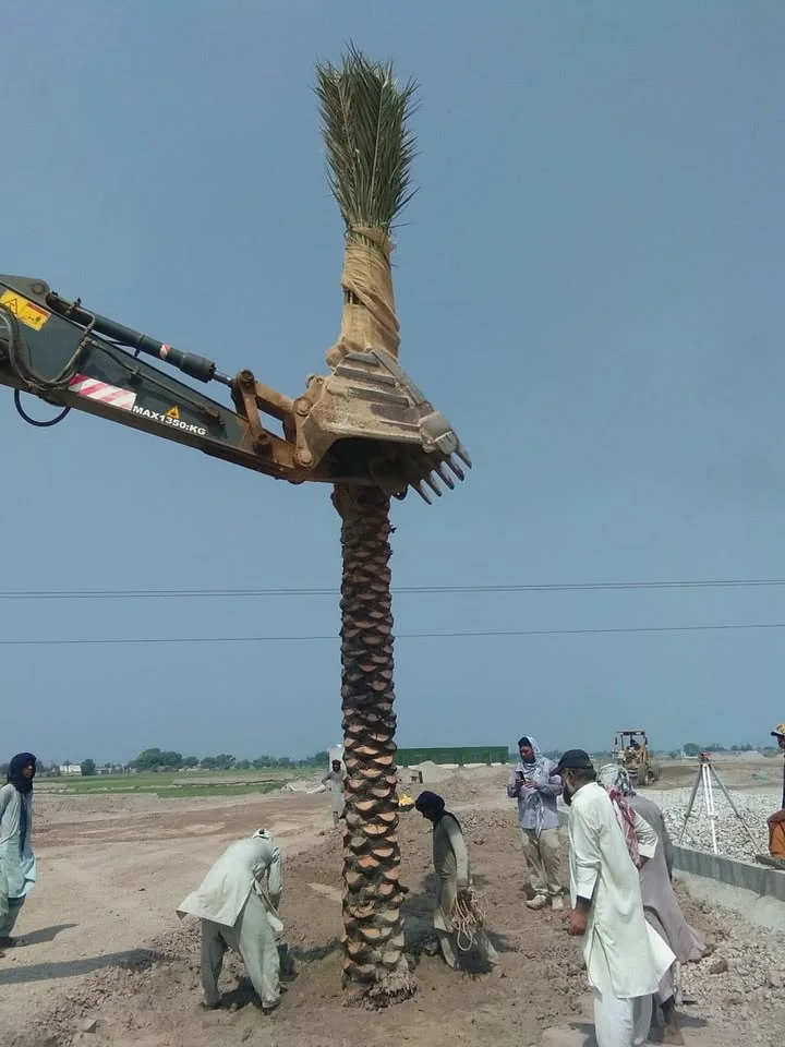 Mature date palm being handled by the Khairpur field team